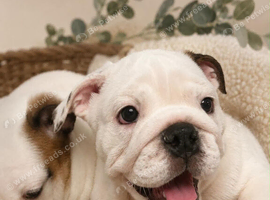 English bulldog gorgeous pup KC registered genuine breed colours