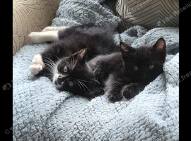 Kittens available now !!