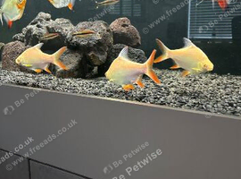 Red Fin Albino Tinfoil Barb