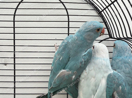 beautiful Ringneck parrots