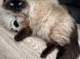 VERY LOVING BOY KITTEN READY NOW