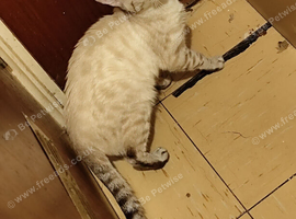 Snow lynx female