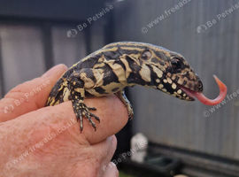 Rare Blue Tegu Babies only 3 left