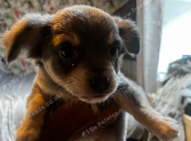 Grey and Blue Chihuahuas Ready For There Home