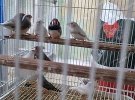 Mix colour zebra finches