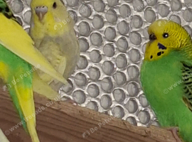 3 female budgies for sale
