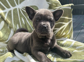 Frenchy/chow