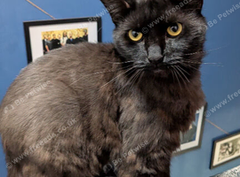 Two male half maincoon cats for rehoming