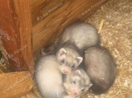 Young male Hobbs silver