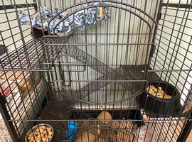 Dumbo rats 3 boys and full cage set up