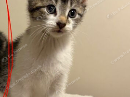 4 gorgeous kittens. 1 boy left