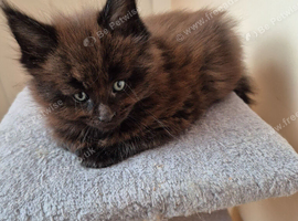 Maine coon kittens