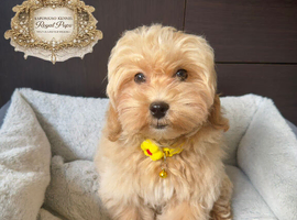 Last Exquisite Esponjoso Royal maltipoo Boy