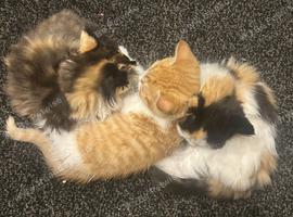 2 ginger and white kittens (last 2)