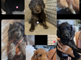 8 beautiful cockerpoo puppys 6 boys, 2 girls