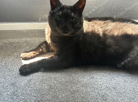 Male neutered Cat