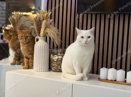 With and Ginger