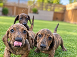 Stunning Red Brindle Dachshunds (mini)