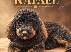 Toy poodle