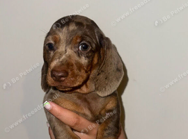 Miniature dachshund puppies