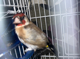 Switty goldfinch cock