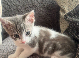 Looking for a forever home