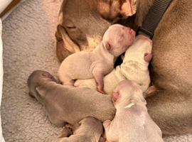 Stunning French Bulldog Puppies Looking For Forever Homes