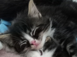 4 beautiful fluffy cute kittens