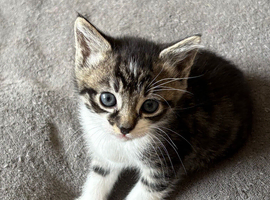 Beautiful tabby