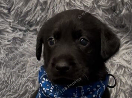 STUNNING LITTER OF LABRADORS only boys available