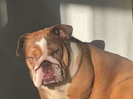 Female English Bulldog