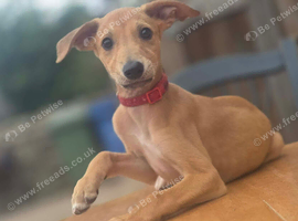 Saluki x whippet x greyhound puppies