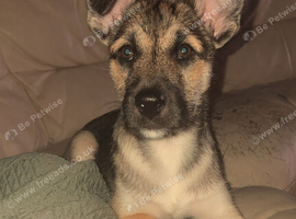 Patterdale x sibirian husky