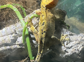 crested geckos plus setup for sale