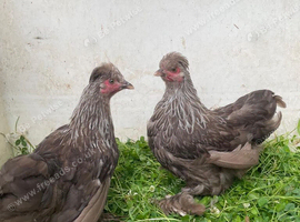 ****PekinXSilkie Pullets****
