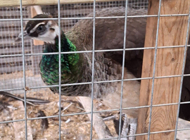 TRIO OF INDIAN BLUE PEACOCK AND TWO HENS FOR SALE
