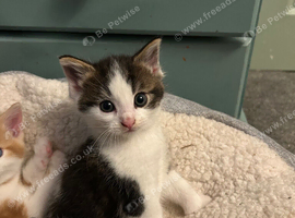 Kittens