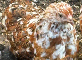 Beautiful milliefluer pekin pullets 16 -19 weeks old