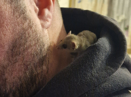 Micro squirrels