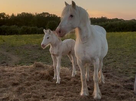 Blagdon mare and filly foal at foot