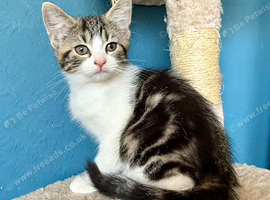 Gorgeous tabby and white female Kitten - Elsie