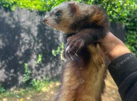 Polecat/angora ferret