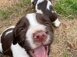 Well bred working springer spaniels boys pups available