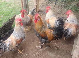 Cockerels 5mth old. Free. Cream legbar.