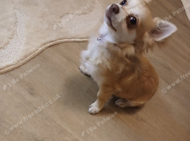 Buddy..chihuahua boy