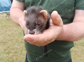 Gorgeous EU black Jill 10 weeks old