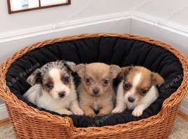 3 Jack Russell Puppies For Sale