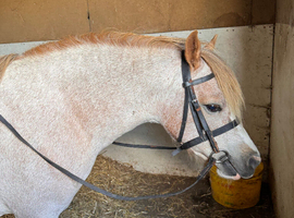 Welsh Section A Pony