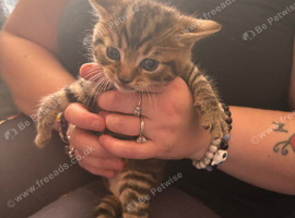 Kittens wanting homes ASAP