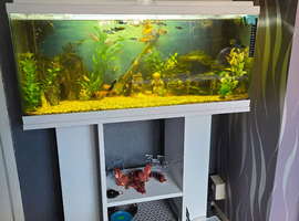 Full fish tank set up